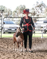 AMHS Summer - Dressage - 20.01.2024