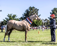 APSB - Goulburn - Ring 2 - 21.01.2024