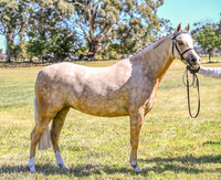 RII- 0274 - Moss Vale Show 17:03:2023 - Ring 2 - Correction