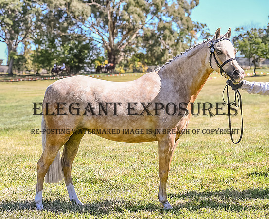 RII- 0274 - Moss Vale Show 17:03:2023 - Ring 2 - Correction