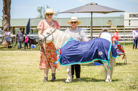 The Shetland Pony Society - Luddenham 04.03.2024