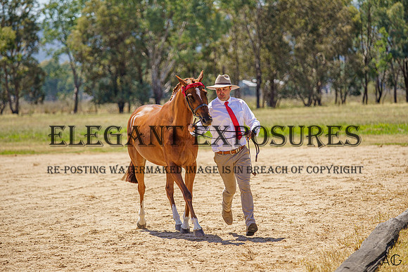 _AJG1294