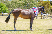 WPCS-Western - Grand Champion Led - 11/02/2024