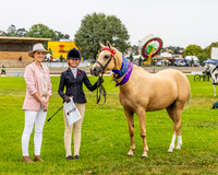 Show Horses / Hacking