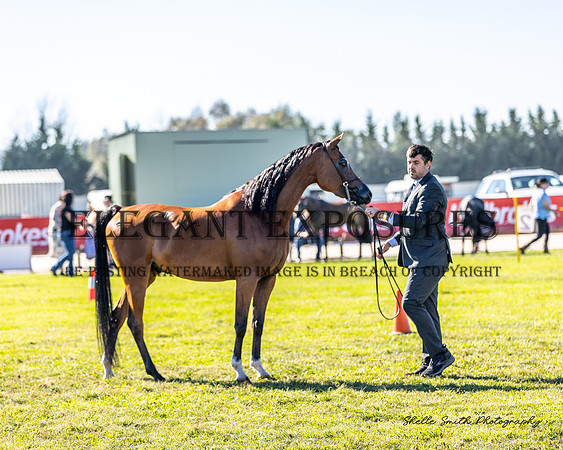 MAS_7031