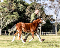 WPCS - Foal Sweepstakes