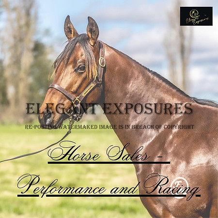 Horse Sales Photography