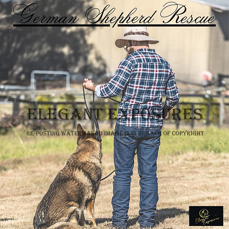 German Shepherd Rescue