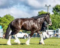 Bowral Show - Hack Ring 6 -  Sun 12.01.2025