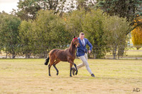 _AJG6582