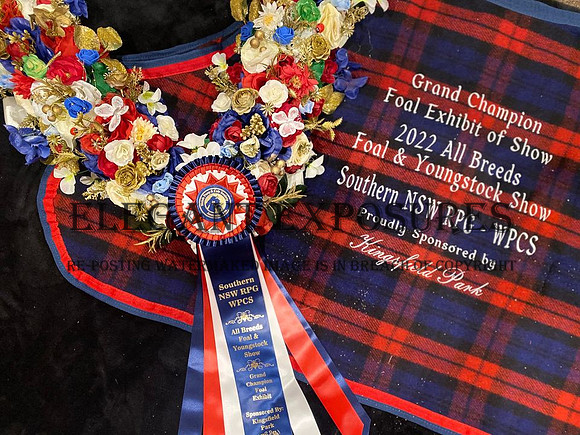 All Breeds Foal & Youngstock show