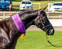 Nowra Show Friday 07.02.2025