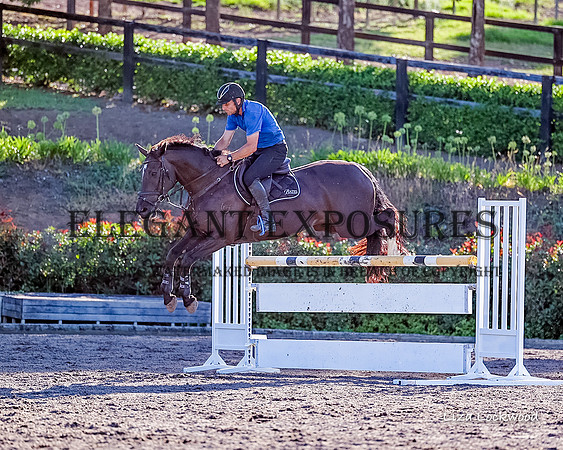 LHL(MS)-0487