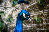Animals from Mogo Zoo