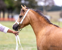 APSB - Goulburn - Ring 3 - 26.01.2025