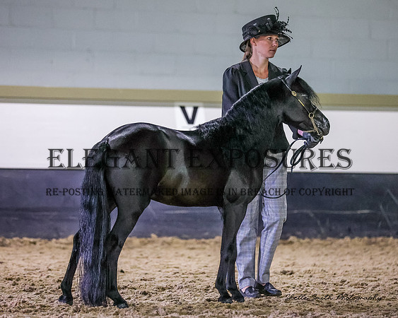 MAS_9352