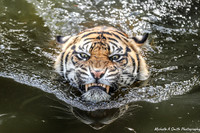 Animals from Australian Zoos