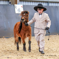 AMHS - Winter - Showmanship 30.06.2024