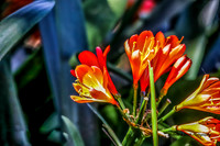 Australian Flora
