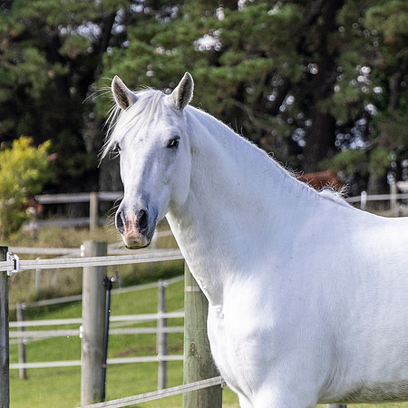 MKGX8718