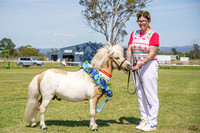 The Shetland Pony Society - ChristmasShow Luddenham 24.11.2024