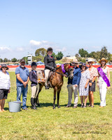 Show Horses - Sunday