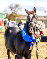 WPCS - Ring 1 - Foal Sweepstakes 02.06.2024